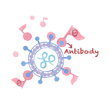 Elfy antibody drawing