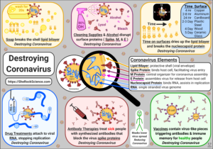 Destroying Coronavirus, by Shira Gordon