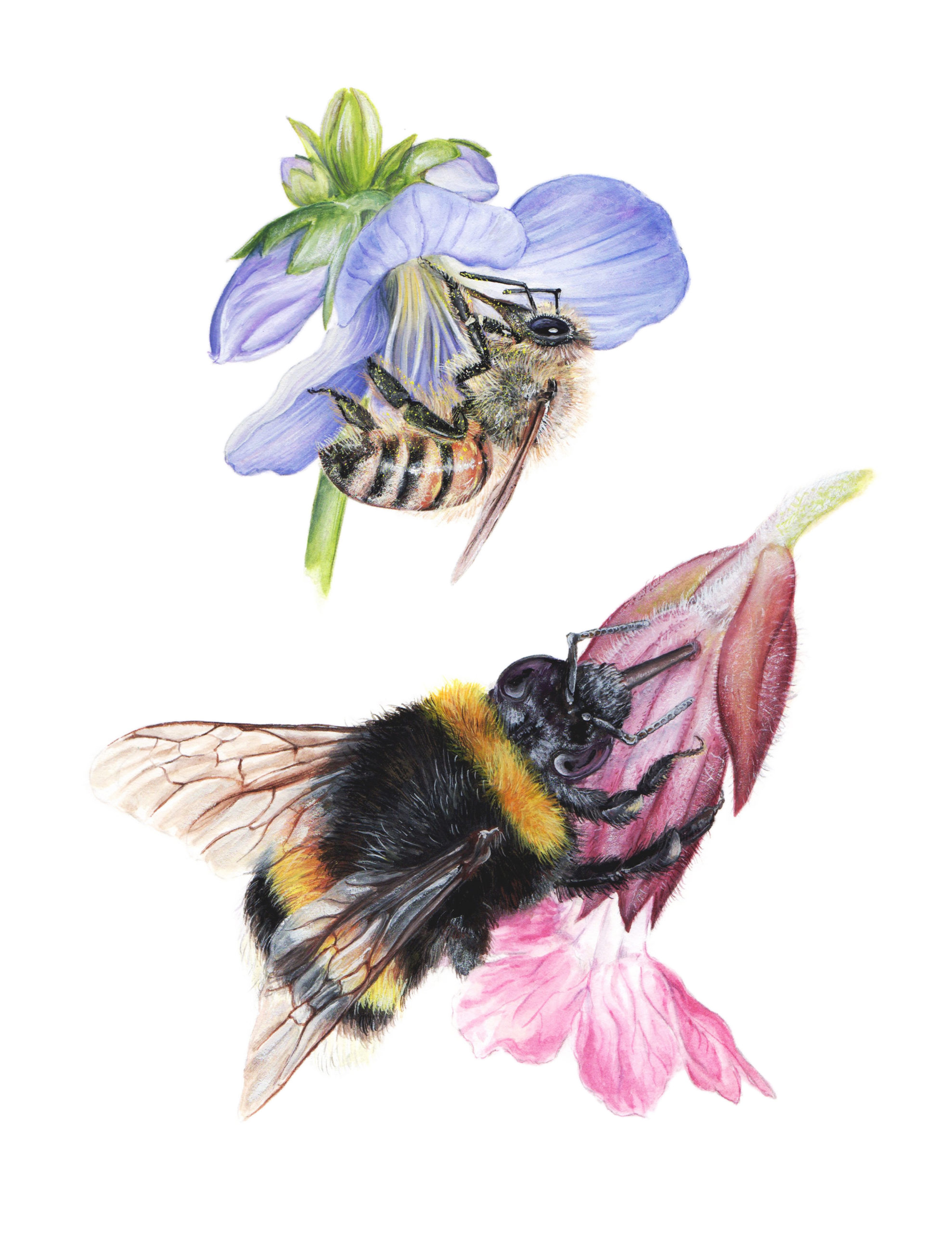 The Robber and the Pollinator by Daisy Chung