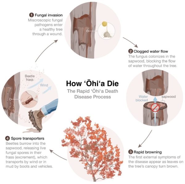 Meet the Science Illustrator Daisy Chung Lifeology