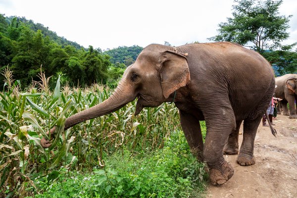 Marauding elephants destroy local crops.