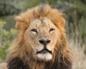 Lion in the wild by Nick Harvey