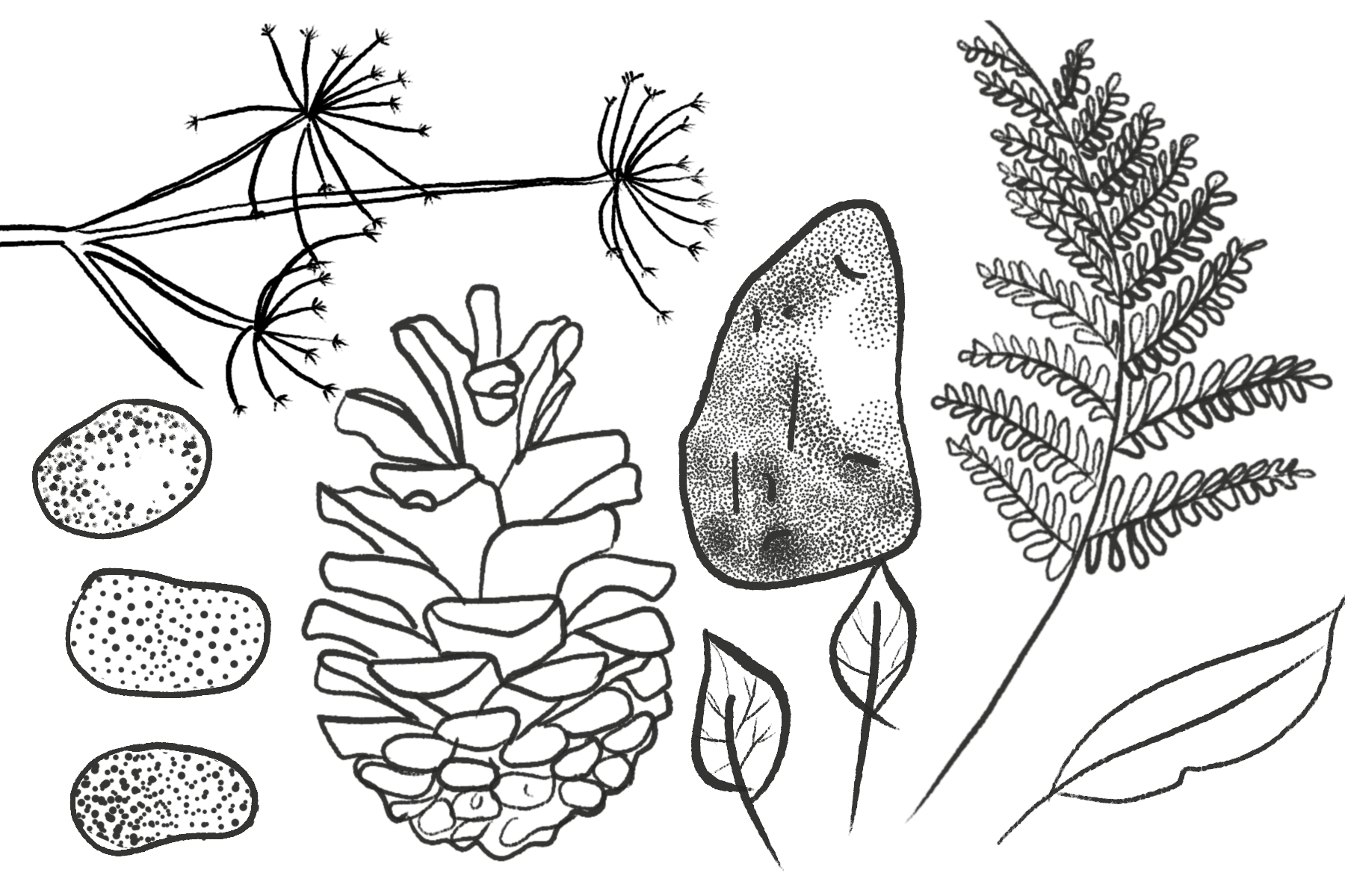 Nature Collection Drawing