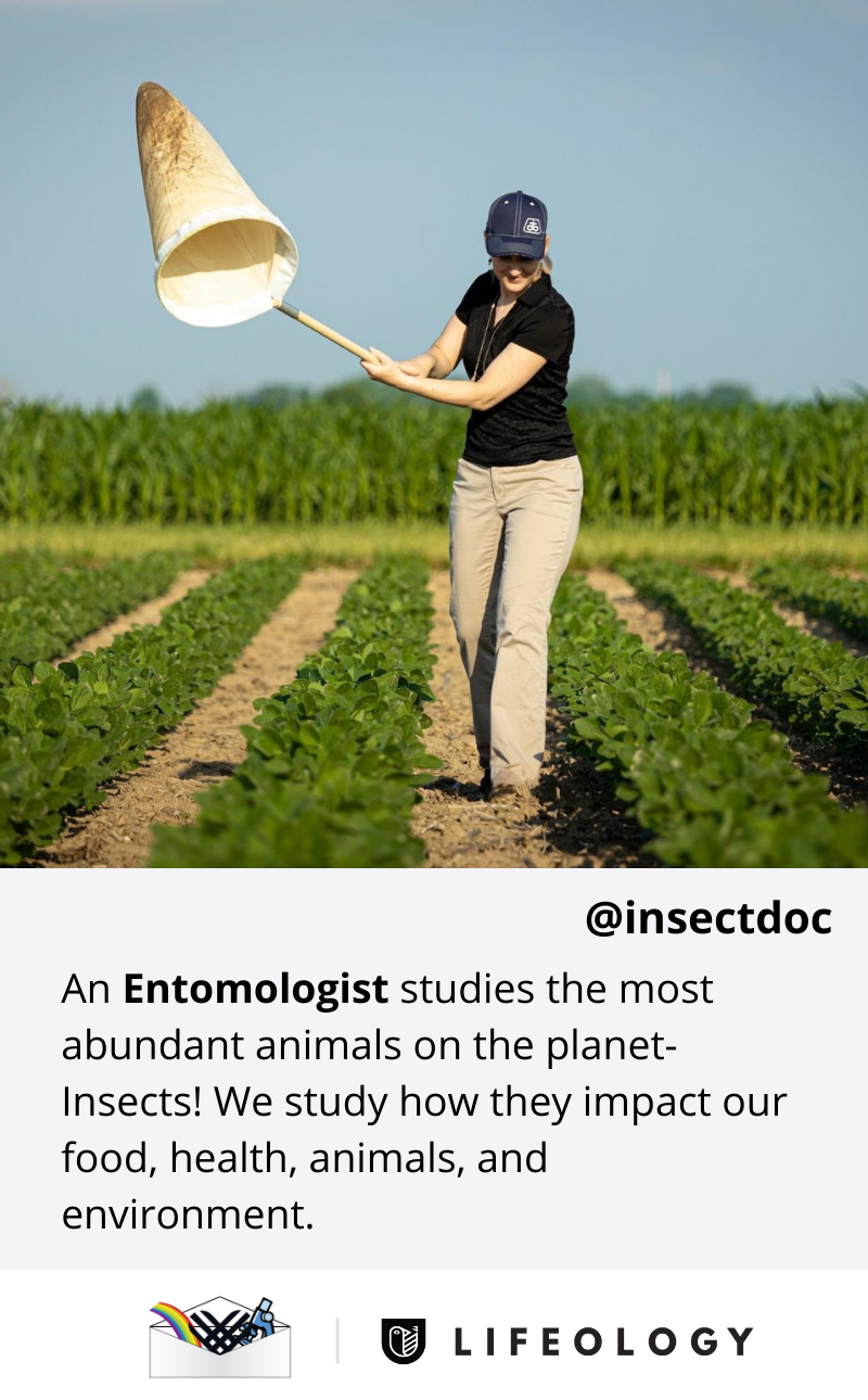 A flashcard describing what an entomologist does