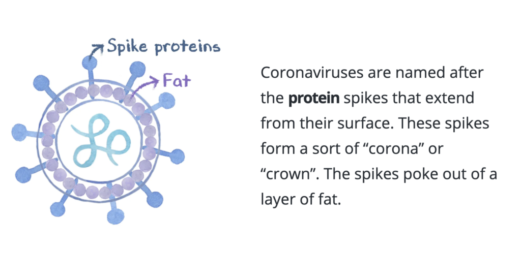 Coronavirus structure visual by Elfy Chiang