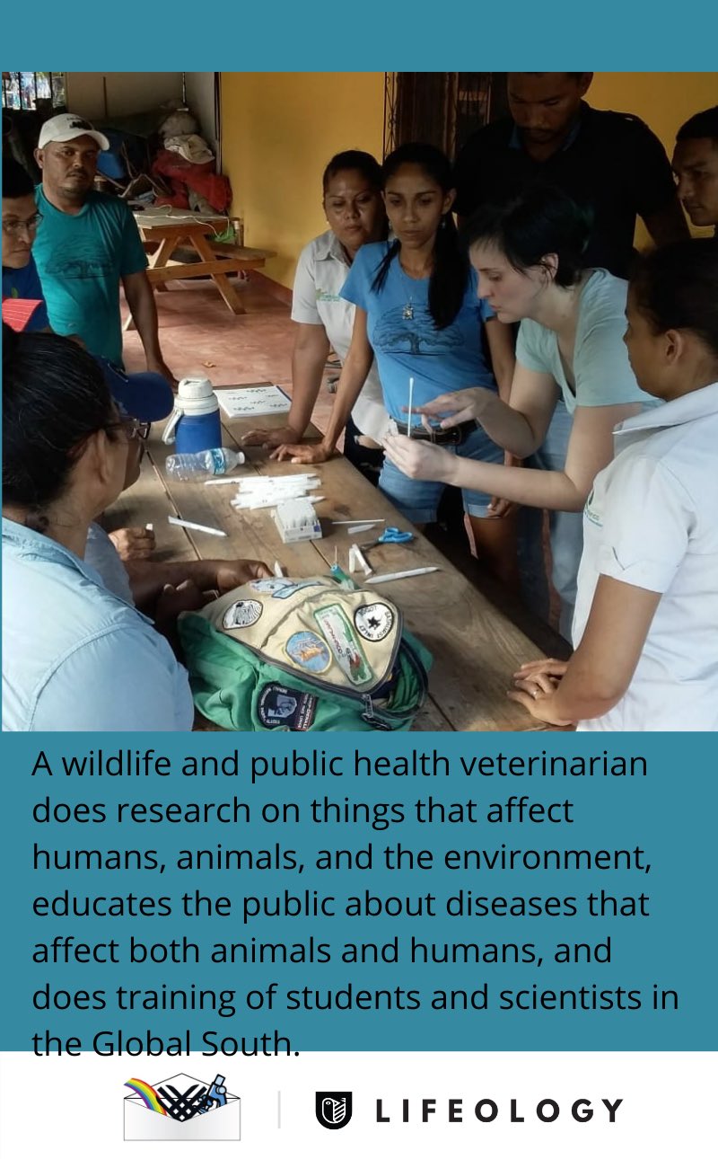 A flashcard describing what a wildlife and public health veterinarian does