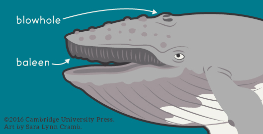 Detailed wildlife illustrations are a thing of beauty, but may not be as practical as more simple illustrations when teaching the very young about things like basic anatomy, for example. In this illustration created for Cambridge University Press a humpback whale is pictured. Enough detail is included to show that this is, in fact, a whale, with not so much detail that it distracts you from the parts of the anatomy that needed to be labeled. I often wrestle with the balance of including enough information to accurately and succinctly display the information needed in the illustration without including unnecessary details that could be distracting, especially to very young learners. I don’t want my subjects to completely lose character or personality though, so I don’t want to eliminate too much to the point when the illustration is uninteresting to look at.