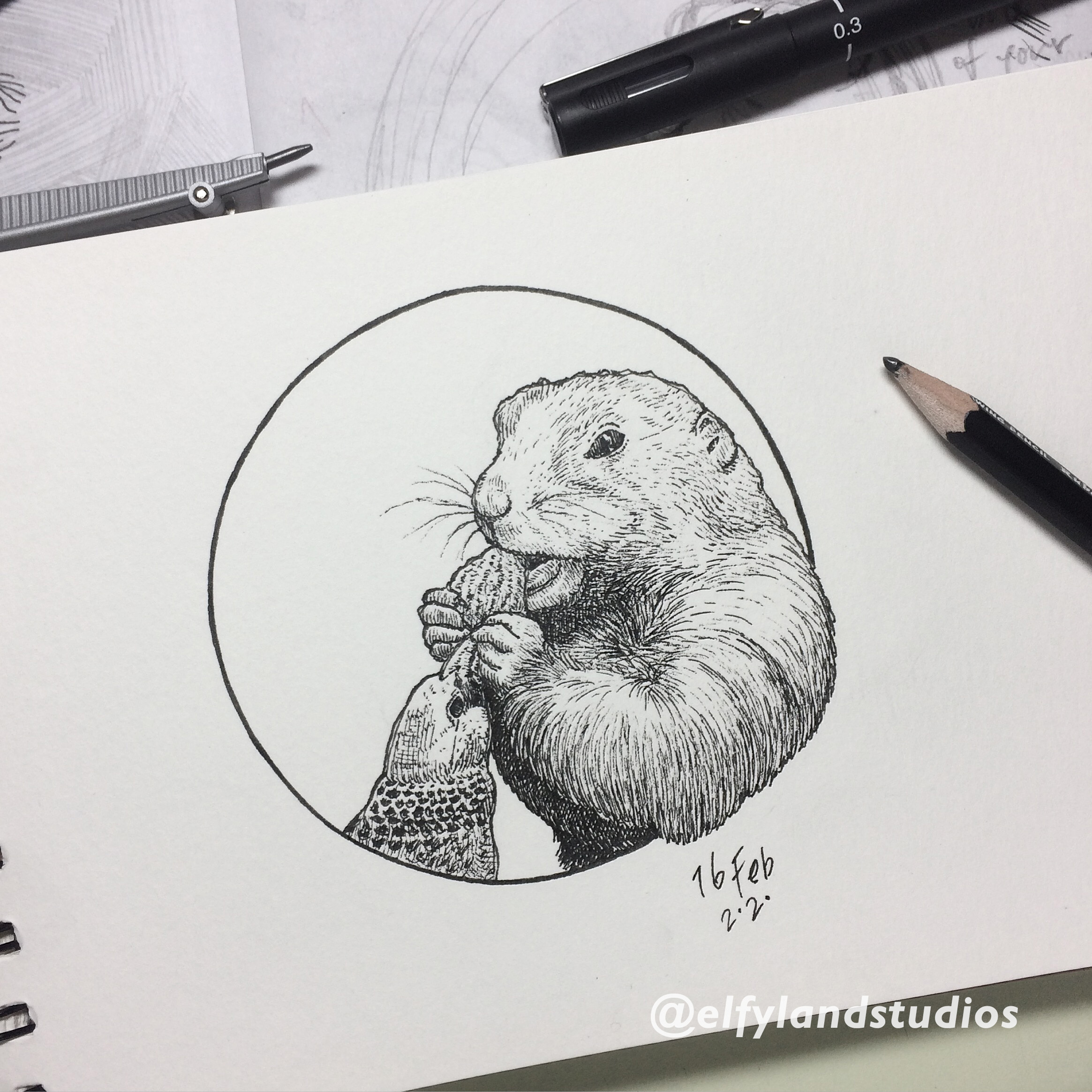 Ink drawing of a beaver showing cross hatching techniques in ink