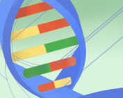 Zoomed in Double Helix