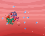 Hemoglobin molecule from Cooperativity mobile game