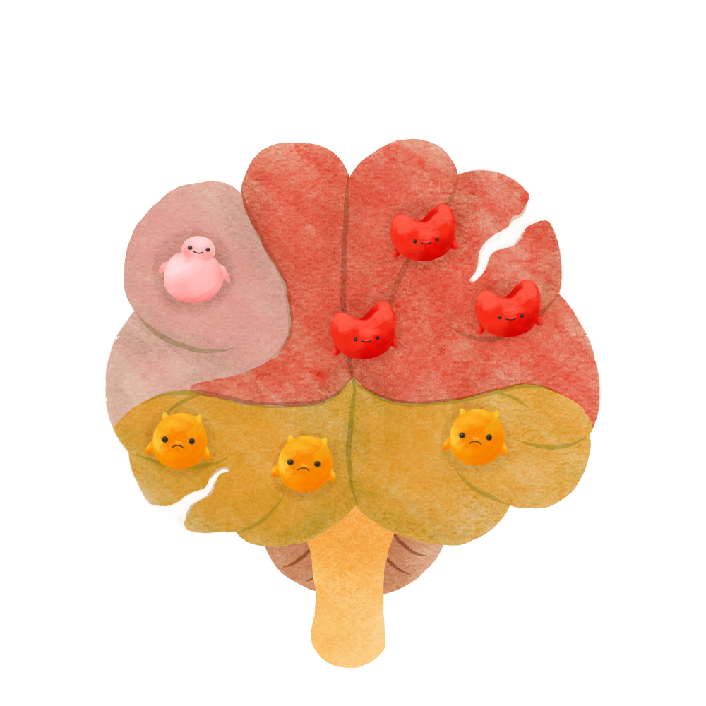 The brain and how it can be affected by different types of fat. The brain shows three sections.