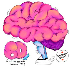Brain- 60% of the brain is fat