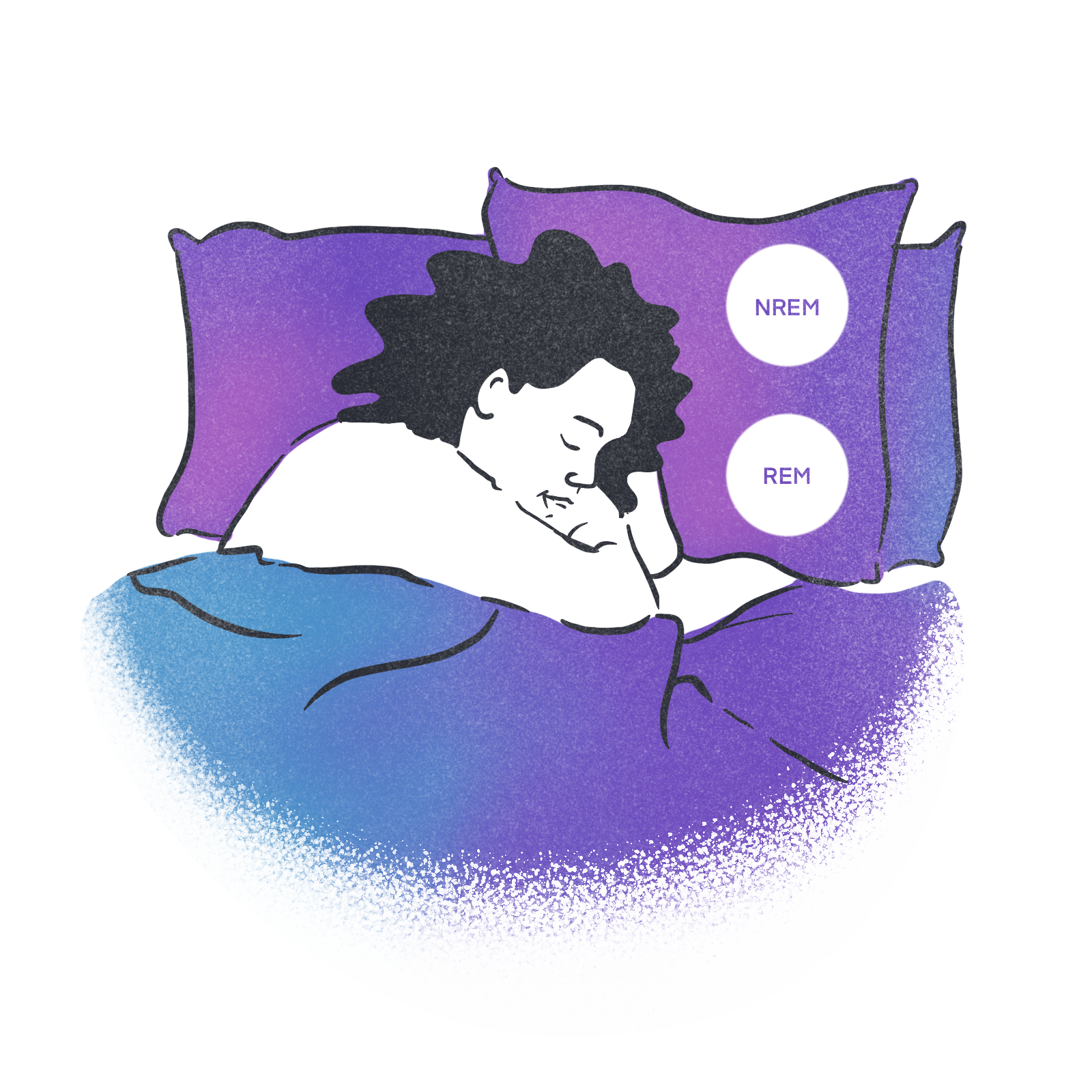 An illustration showing a woman sleeping in bed with labels for NREM sleep and REM sleep