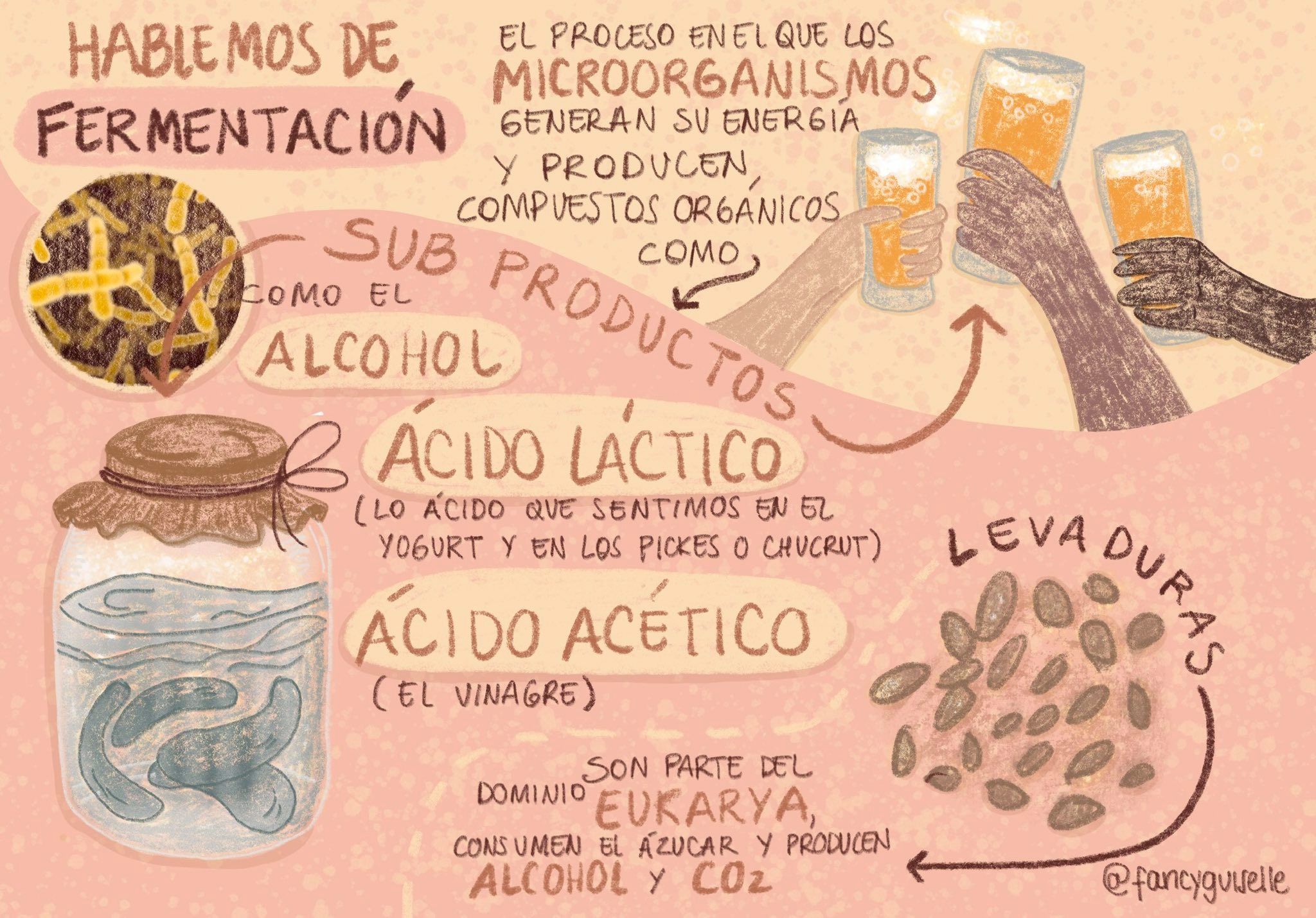 A graphic recording of the fermentation process. This illustration combines visual and written notes. Property of Fancy Guiselle