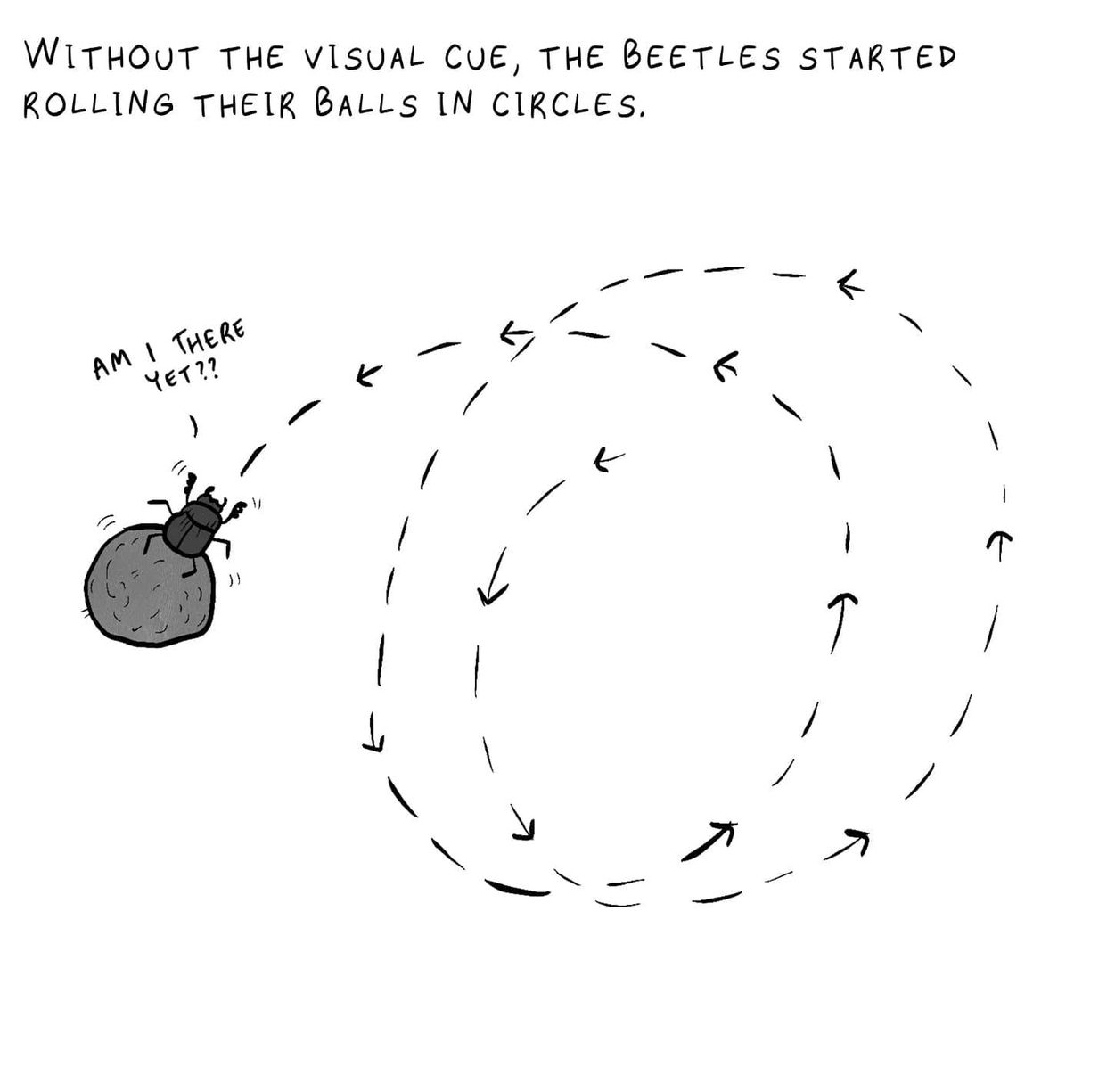 Drawing of beetle on poo pile, far away with track showing it moving in circles.. says "without the visual cue, the beetles started rolling their balls in circles"