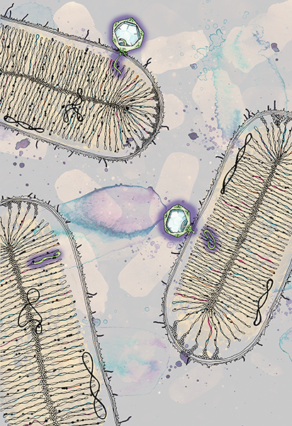 A watercolor illustration of a prophage symbiosis.