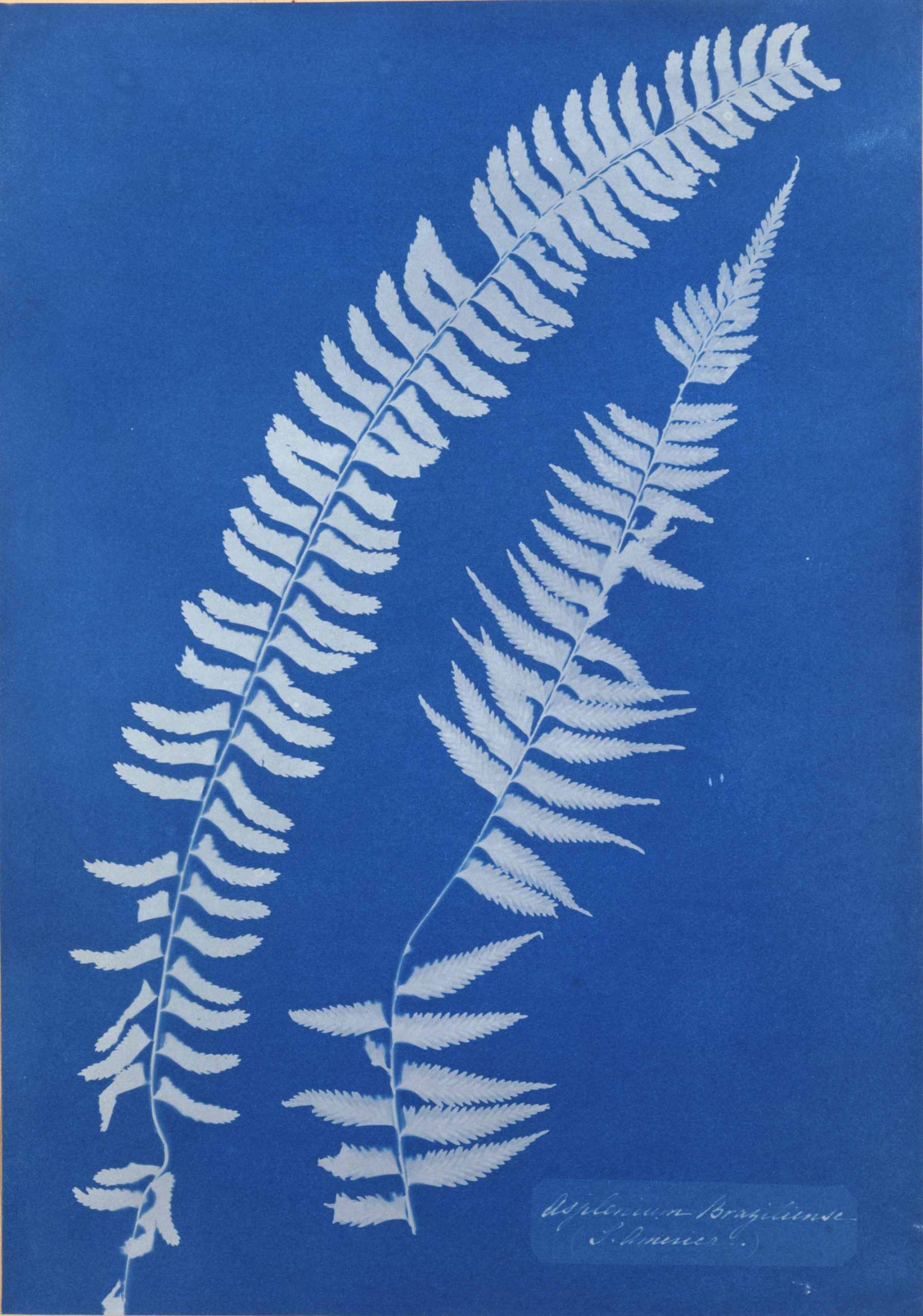 cyanotype of a fern