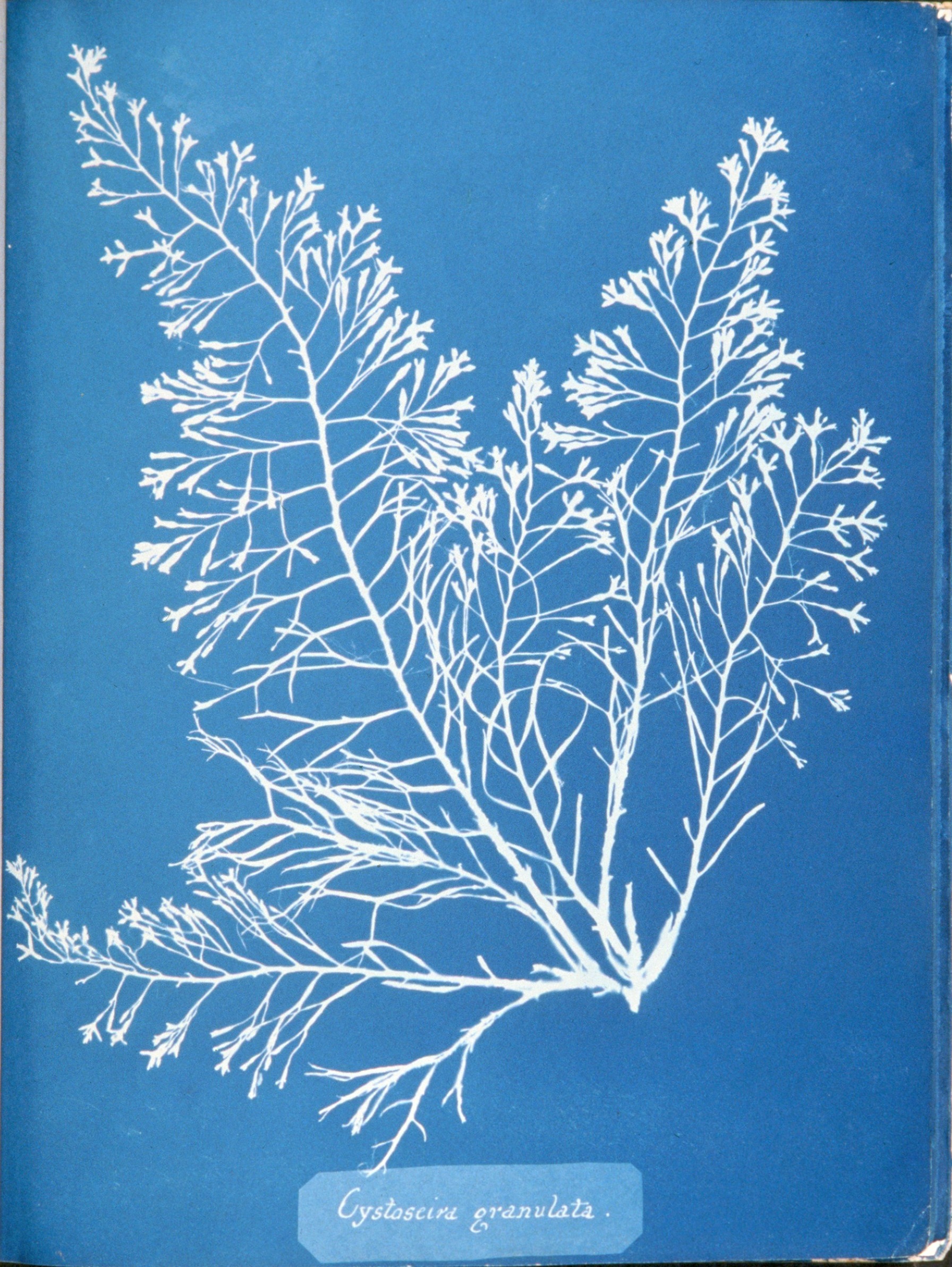 By Anna Atkins - Photographs of British Algae: Cyanotype Impressions (1843), Public Domain, https://commons.wikimedia.org/w/index.php?curid=2760348